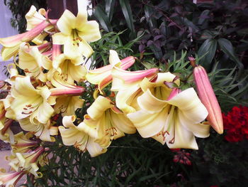 Close-up of yellow flowers