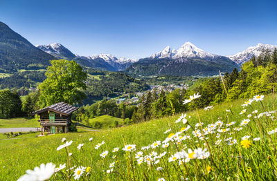 Scenic view of flowering plants on field against sky