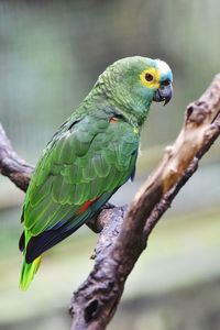 Close-up of parrot perching on tree