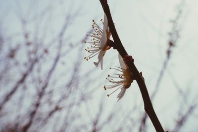 Low angle view of cherry blossom on branch