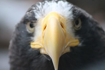 The face of a bald eagle