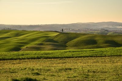 Scenic view of field against clear sky