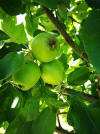 Close-up of fruits growing on tree