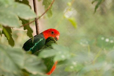 Close-up of parrot perching on branch