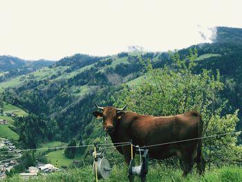 Cows on field against sky