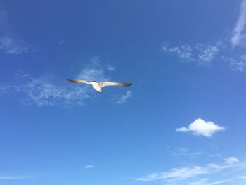 Low angle view of birds flying in sky