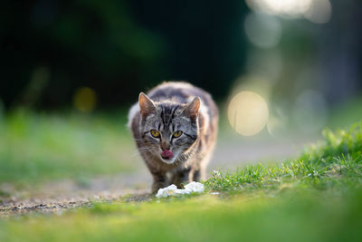 Cat looking away on field