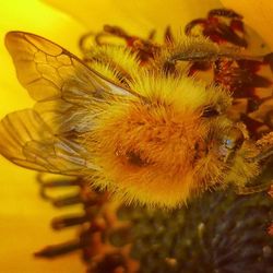 Close-up of sunflower