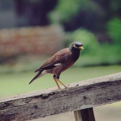 Close-up of bird perching on wood