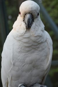 Close-up of white bird