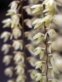 Close-up of white flowering plant