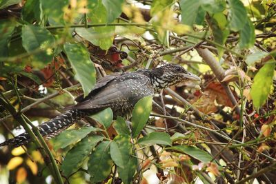 Close-up of bird perching on tree