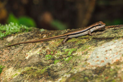 Close-up of lizard on rock