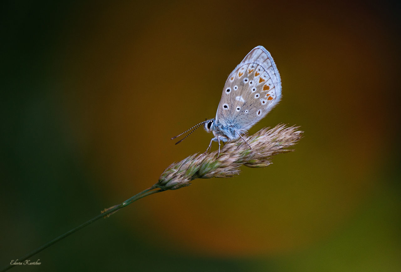 CLOSE-UP OF BUTTERFLY ON PLANT