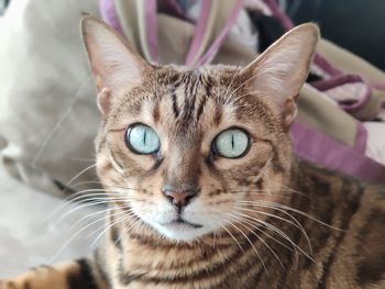 Close-up portrait of tabby cat