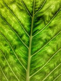 Full frame shot of leaf