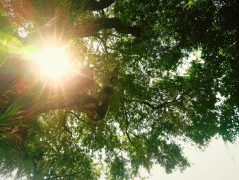 Low angle view of sunlight streaming through trees in forest