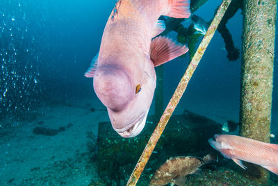 Fish swimming in sea