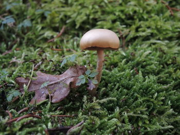 Close-up of mushroom growing on field