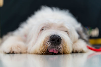 Close-up portrait of a dog