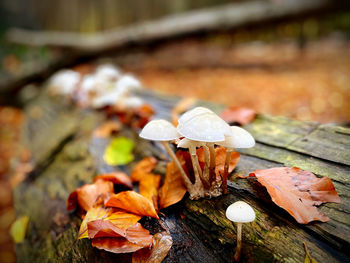 Close-up of mushrooms on leaves during autumn