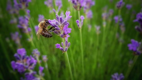 Close-up of bee on purple flowers