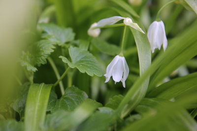 Close-up of purple flowers blooming outdoors