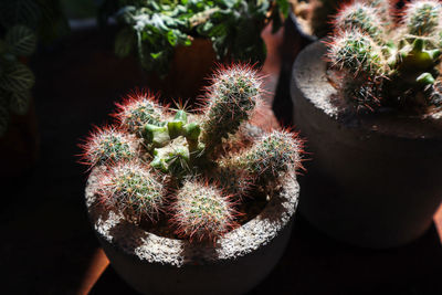 High angle view of succulent plant
