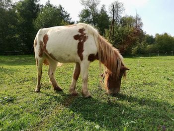 Horse grazing on field