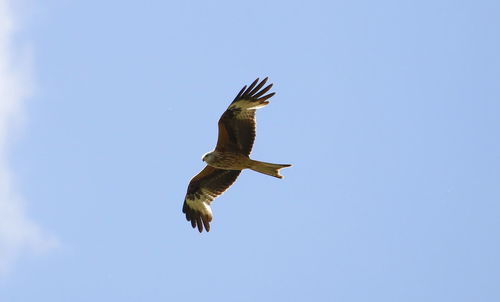 Low angle view of eagle flying against clear blue sky