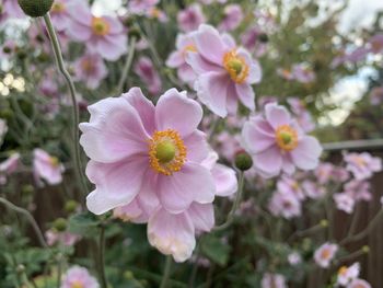 Close-up of pink flowering plant