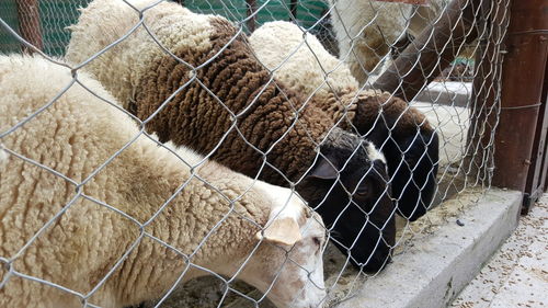 View of an animal seen through fence