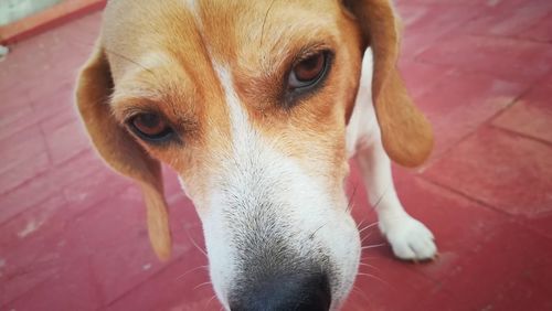 Close-up portrait of dog