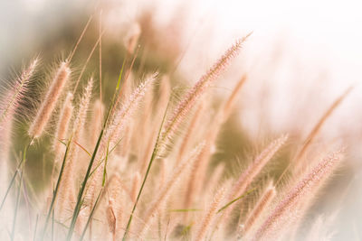 Close-up of stalks in field