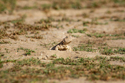 Lizard on a field