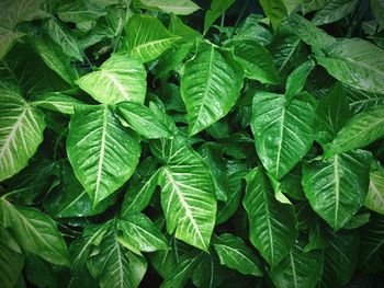 High angle view of leaves