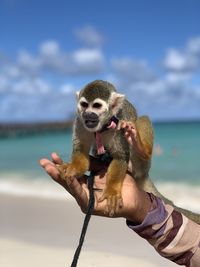 Close-up of squirrel on beach