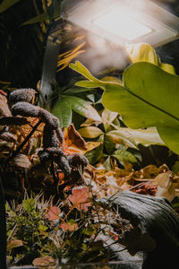 Close-up of autumn leaves on field