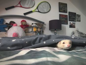 Close-up of pig on bed