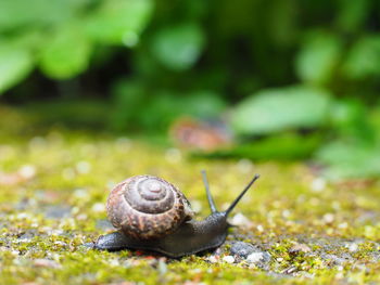 Close-up of snail
