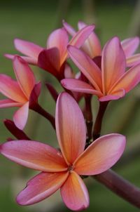 Close-up of pink frangipani flowers