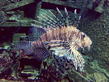 Close-up of turtle in sea