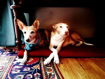 Portrait of dog sitting on hardwood floor