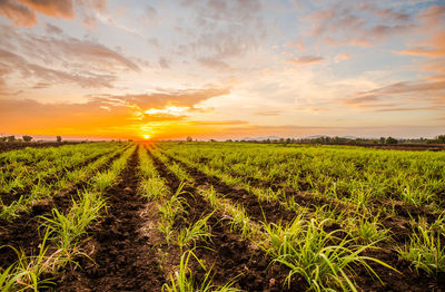 Scenic view of field against sky during sunset