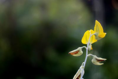 Close-up of yellow flower buds