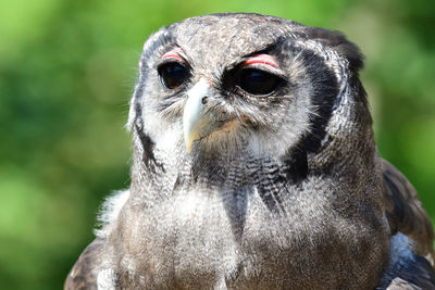 Close-up portrait of a bird