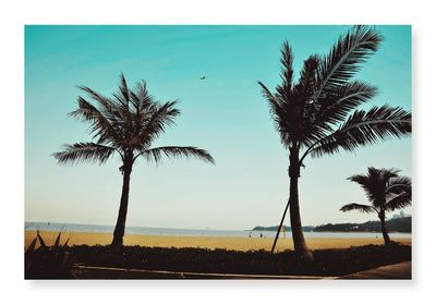 Palm trees on beach against clear sky