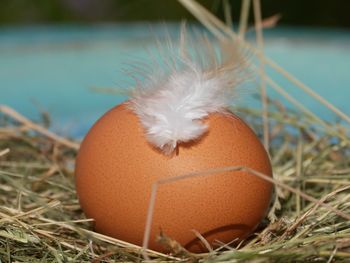 Close-up of feather with brown egg on hays