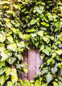 Close-up of ivy growing on wood