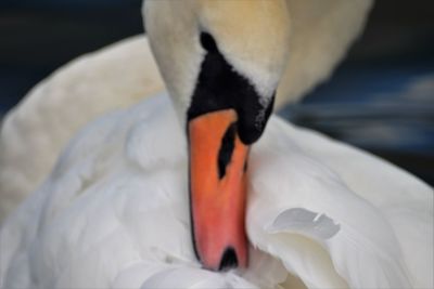 Close up of a bird